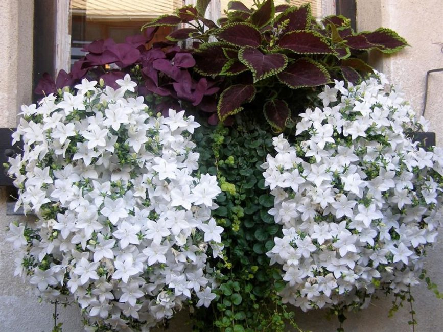 Composition de la campanule et du coleus