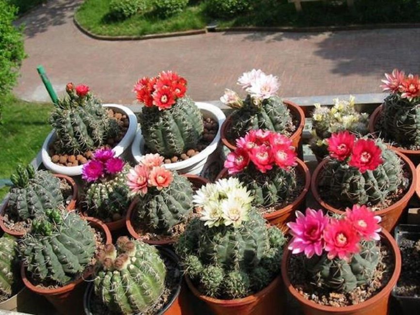 أنواع مختلفة من hymnocalyciums