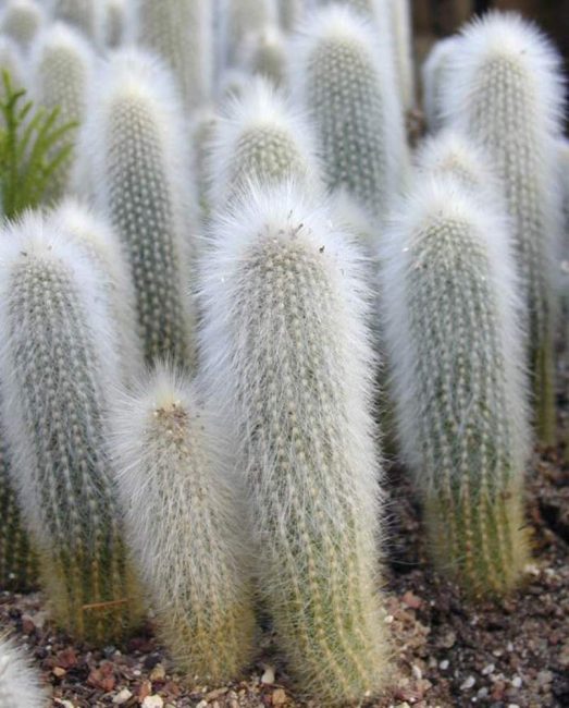 Cleistocactus 1.5 سنة