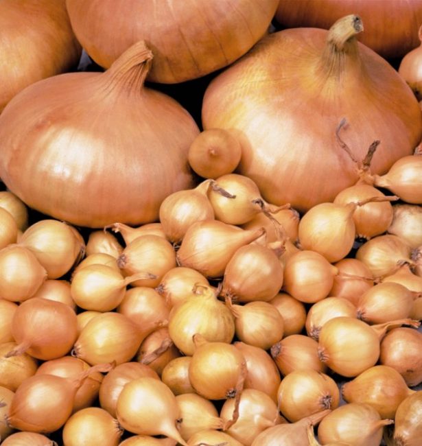 Stuttgarter Riesen onion variety