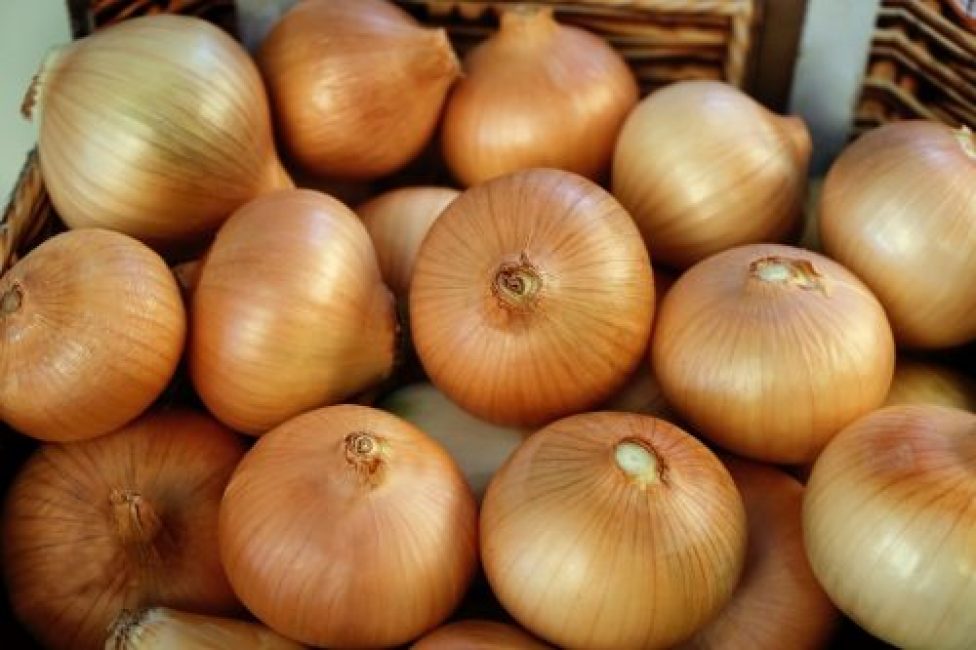 Bessonovsky onion variety