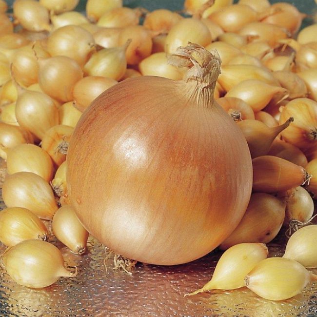 Hercules onion variety