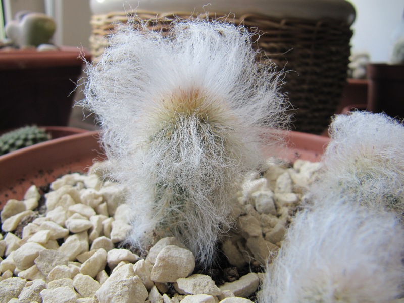 Cephalocereus sinilis