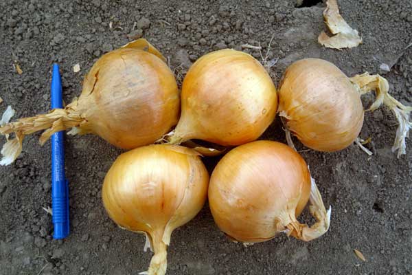 Chalcedony onion variety