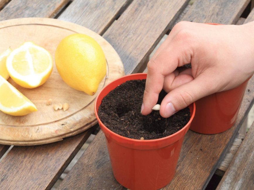 bury the orange pit in the pot