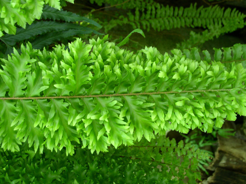 Nephrolepis سامية