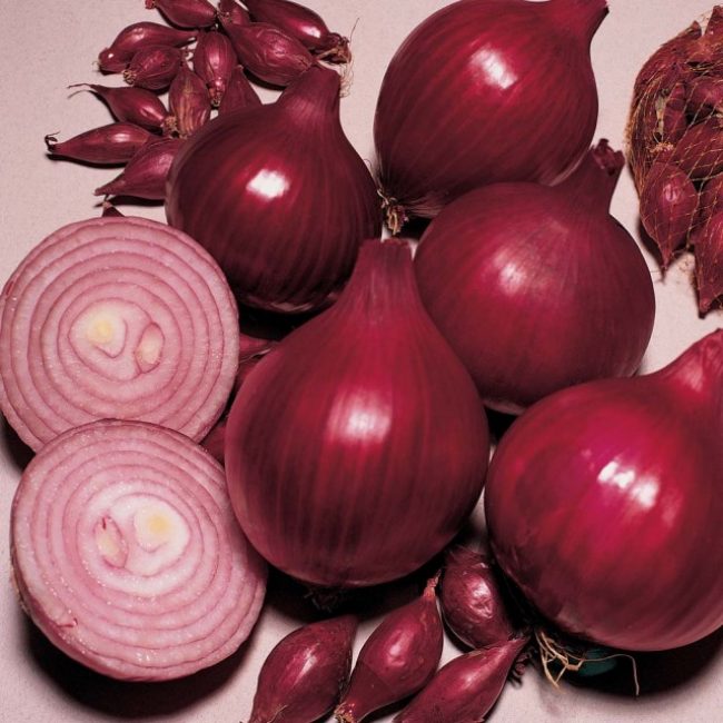 Red Baron onion variety