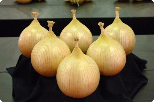 Exhibition variety of onion