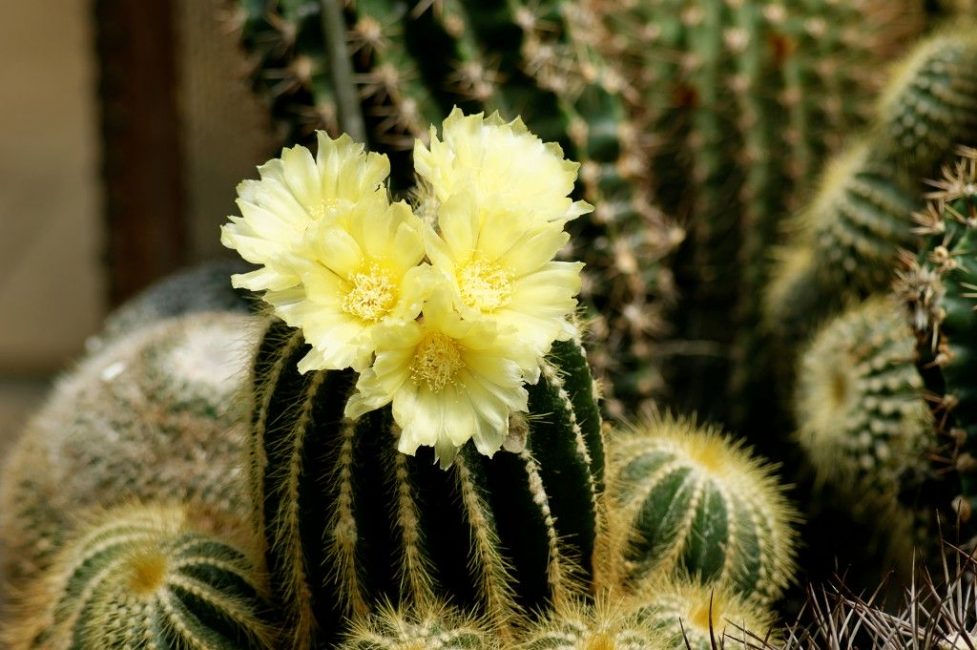 Notocactus مشمس أثناء الإزهار