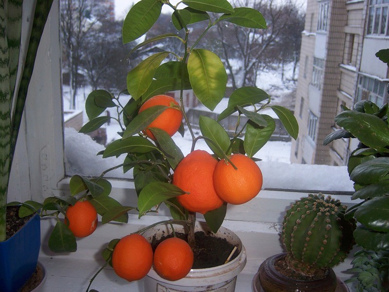 Ripening orange fruits in an ordinary city apartment