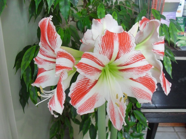 Hippeastrum Amoris