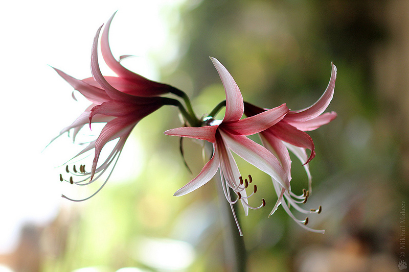 Hippeastrum sibistrum