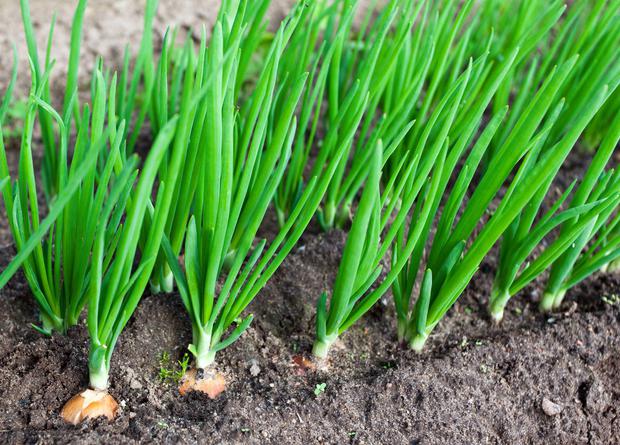 Obtaining seeds from your own planting material