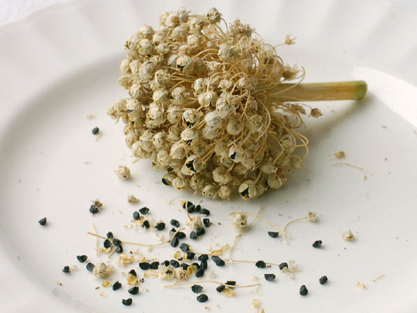 Nigella seeds