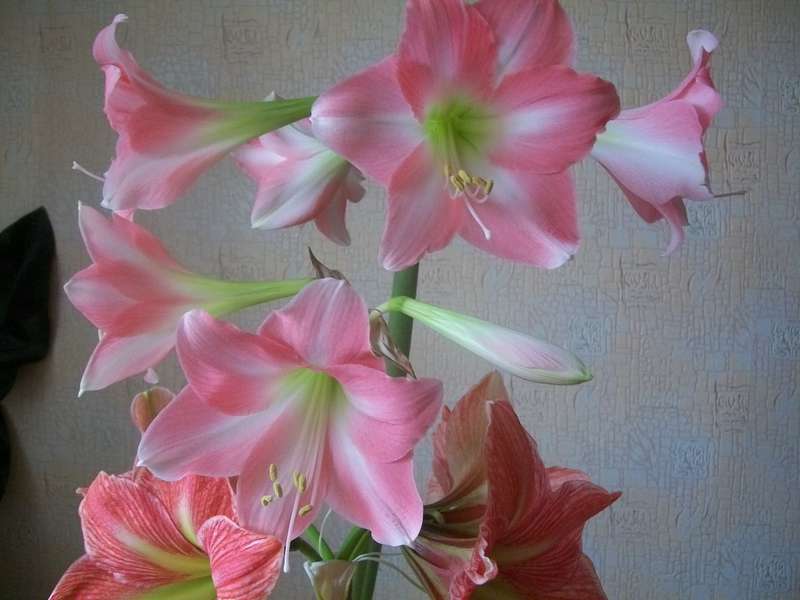 أنبوبي hippeastrum ريبيكا