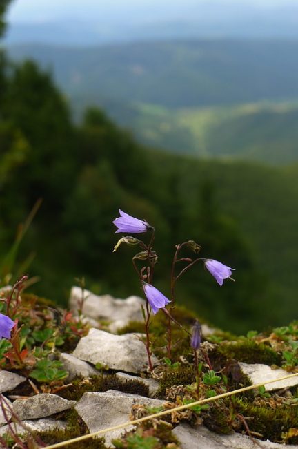 Campanule des Carpates dans des conditions naturelles