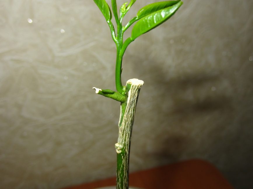 citrus grafting