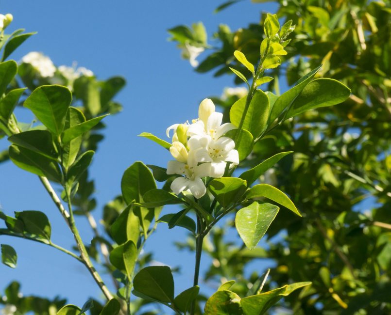 orange blossom