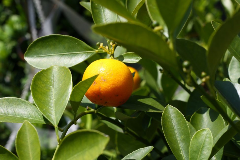 orange leaves