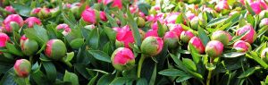 Peonies - competitors of roses: description and characteristics of 30 varieties, everything you need to know about them (50 Photos & Videos) + Reviews