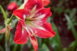 زهرة المنزل Hippeastrum - هجين متعدد الجوانب: الوصف والأنواع والرعاية والزراعة والتكاثر وغيرها من المعلومات المفيدة (160 صورة) + التعليقات