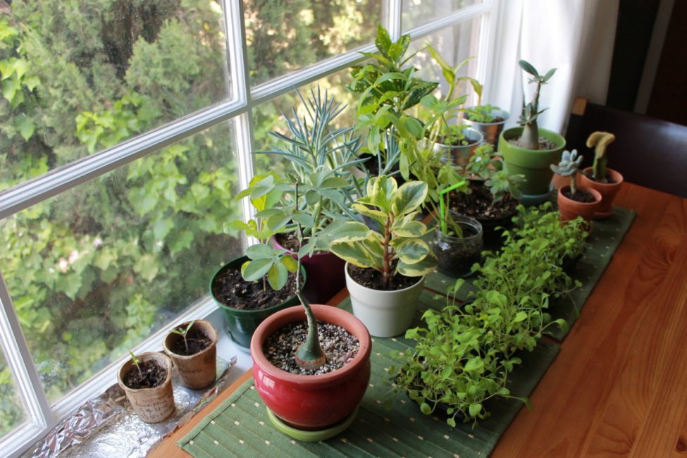 plants on the windowsill