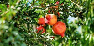 Pomegranate at home: growing from seed and care, useful properties and contraindications (Photo & Video) + Reviews