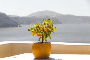 Orange: description, planting, growing at home, reproduction and care (Photo & Video) + Reviews