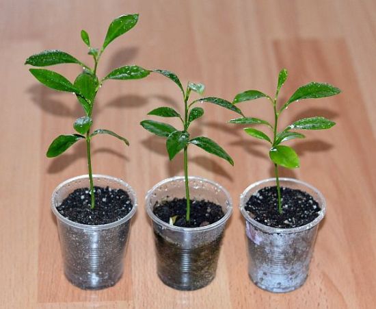 One year old lemon seedlings