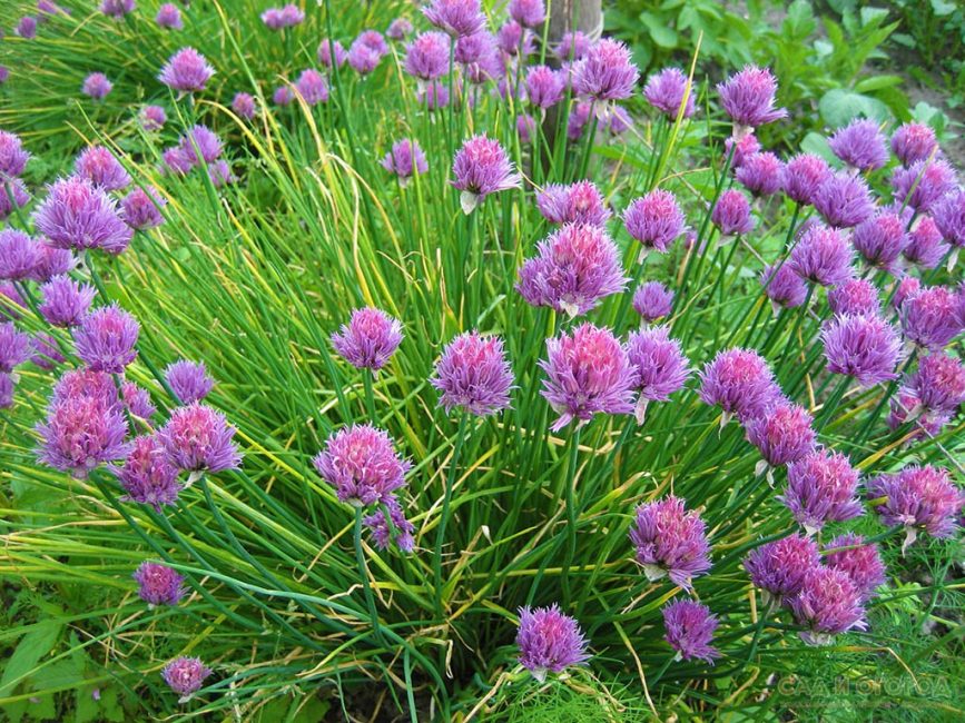 chives variety