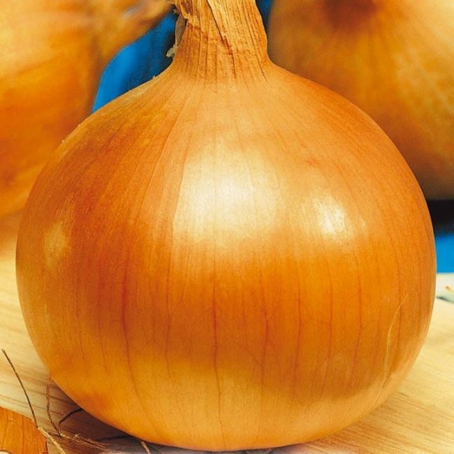 Globo variety of onion