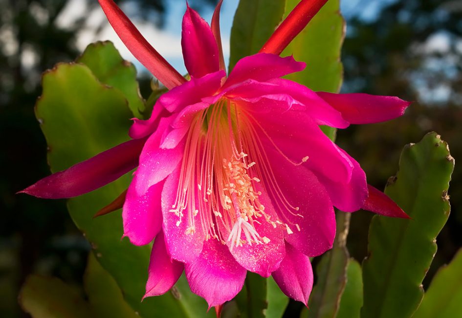 Epiphyllum