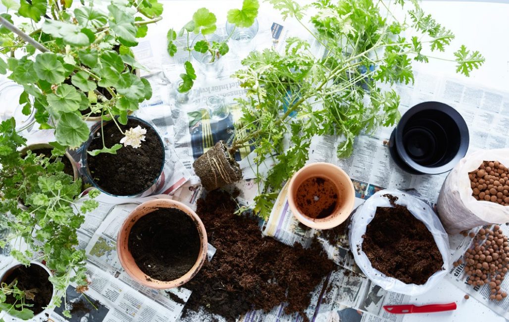 Transplanter des plantes d'intérieur