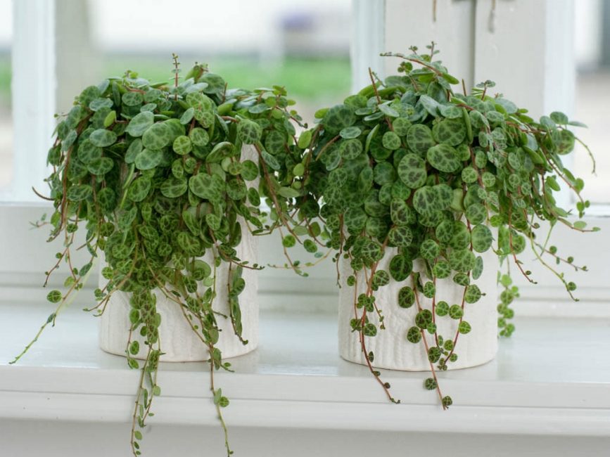 Peperomia على حافة النافذة