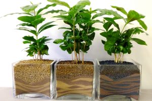 Growing a coffee tree at home, varieties, planting and care, reproduction, possible diseases: barista himself (Photo & Video) + Reviews