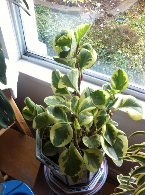 Peperomia على حافة النافذة