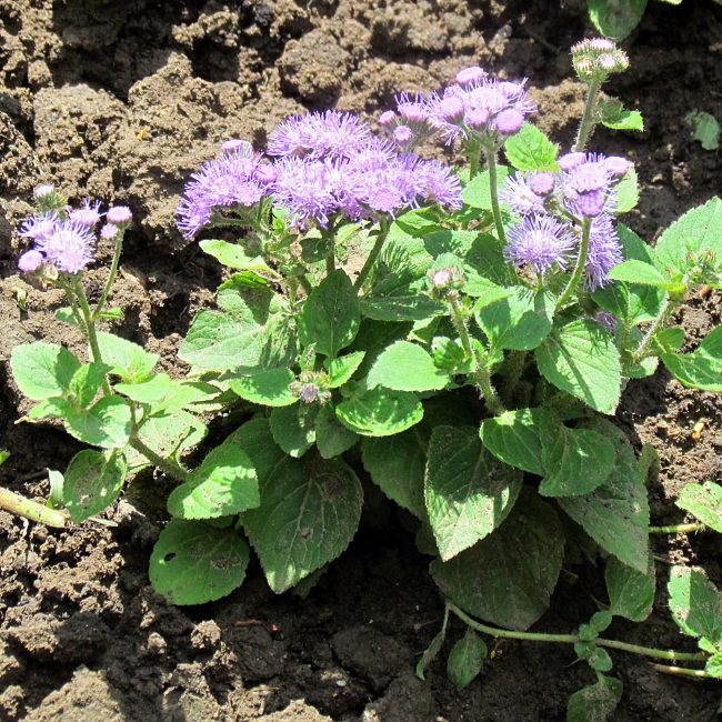 في غضون شهرين ، ينبغي توقع ازدهار ageratum.