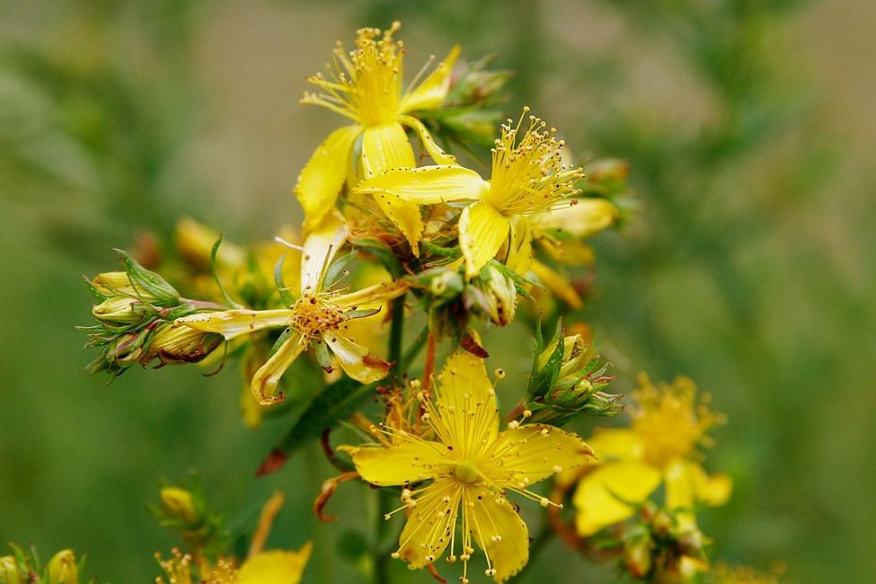 نبتة سانت جون (Hypericum)