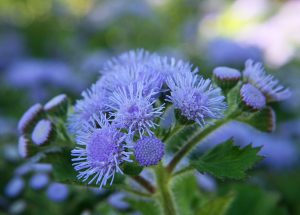 Ageratum: description, planting in open ground and caring for it at home (30+ Photos & Videos) + Reviews