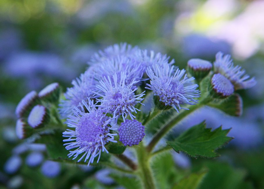 تزهر ageratum