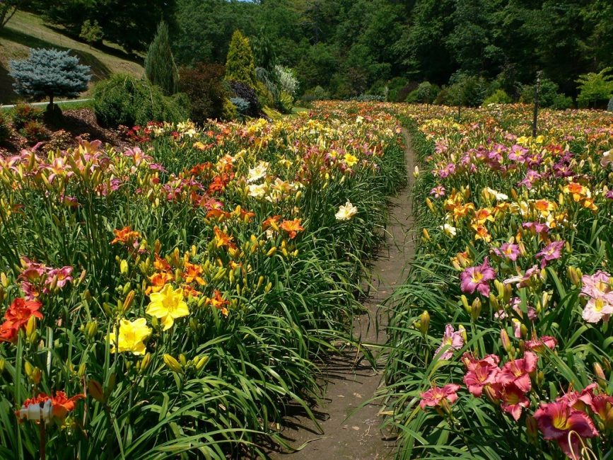 Daylily beds