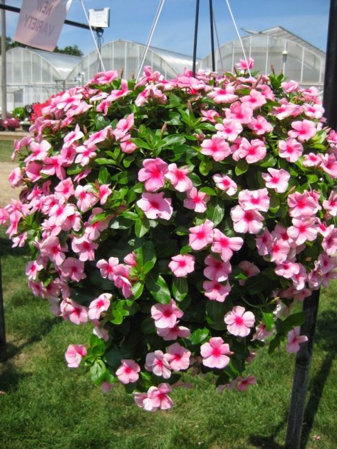 مع catharanthus تحضير الصبغات على أساس الفودكا أو الكحول