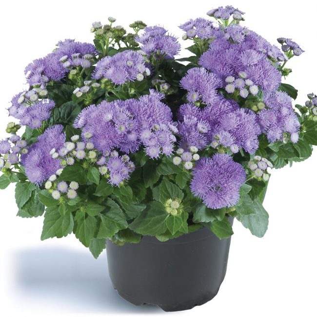 ageratum الغرفة