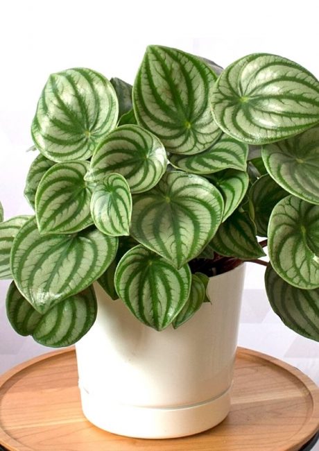 Peperomia في قدر