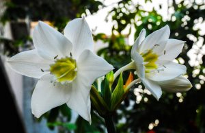 Eucharis at home: description, types, cultivation and care (70 Photos & Videos) + Reviews