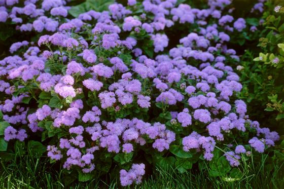 نبتون الأزرق F1 ageratum