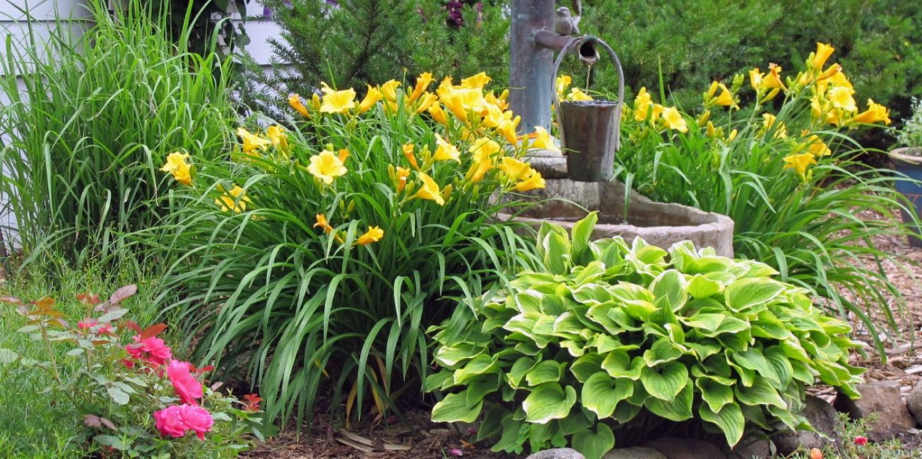 Daylilies in garden decoration