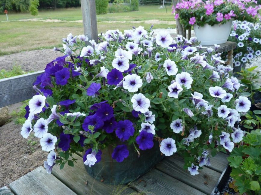 Priscila, sur fond de pétales lilas pâles, des veines violettes sont clairement visibles