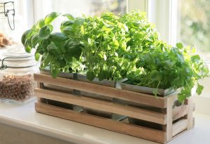 Growing greens at home - all year round with vitamins: onion, parsley, basil, garlic, the subtleties of this process (Photo & Video)