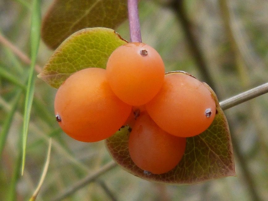 Il caprifoglio con bacche rosse e arancioni è velenoso